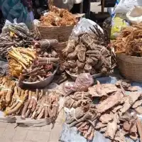 Herbal medicine is not main cause of kidney disease – Expert
